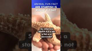 Are Starfish Really Fish ⭐ preschoolgenius animalshorts animalfacts [upl. by Corissa]