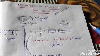 Mechanism Of Action Of DNA ligase CSIRNET JRF GATE ICMR [upl. by Sproul415]