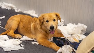 Are Golden Retrievers Prone to Dental Issues  Learn How to Take Care of Their Oral Hygiene [upl. by Putnam530]