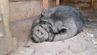 potbellied pig wakes up from fart [upl. by Nhaj]