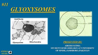 cell biology  Lecture 11 Glyoxysomes  structure and functions [upl. by Asenav]