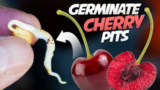 How To Germinate Cherry Seeds That Works every Time  Growing Cherry Trees From Seeds [upl. by Giark]