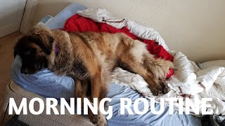 MORNING ROUTINE WITH MY LEONBERGER DOG leonberger dogvlogs animals [upl. by Carroll]