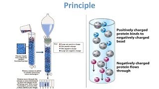 Ion Exchange Chromatography  Theory and Principle [upl. by Novel443]