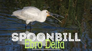 EURASIAN SPOONBILL FEEDING  Close up bird photography in Spain [upl. by Luas]