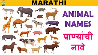 Animal names in Marathi and English  प्राण्यांची नावे  Pranyanchi Nave Marathi [upl. by Hussar]