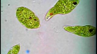 Euglena lifestyle [upl. by Nihahs]