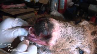 JTO 168  DEER TAXIDERMY  SKINNING A BUCK HEAD FOR MOUNTING PART 1 [upl. by Eelydnarb]