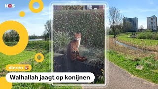 Wilde kat ontsnapt in Haarlem [upl. by Aneeb]