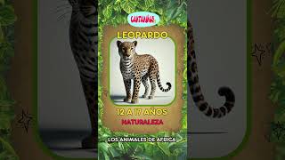 ¡Descubre Cuánto Viven los Animales de África 🦁🌍 [upl. by Ahsila]