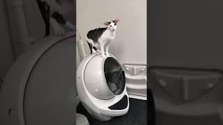 Teddy honking at the litter robot for no reason [upl. by Nets]