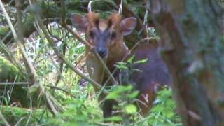 Calling in muntjac deer using a buttolo [upl. by Ycak]