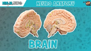 Anatomy of the Brain  Model [upl. by Paugh]