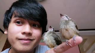 Yellowvented Bulbul feeding [upl. by Robma]