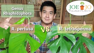 EP23Rhaphidophora tetrasperma vs pertusa ไม้ใบสองเสน่ห์ [upl. by Arok310]