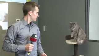 CBC reporter interrupted by cat [upl. by Lewendal]