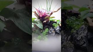 DIY mini indoor pond full build video link in description [upl. by Nrevel]