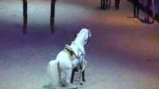 Levade  Classical riding  Spanish Riding School [upl. by Richard]