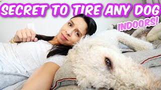 BEST DOG HACKS For Hyper Dogs amp APARTMENTS 🐶 Indoor EASY Brain Games [upl. by Heimlich756]