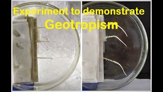 Geotropism experiment [upl. by Itoc]