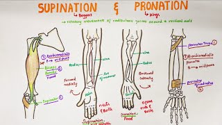 Supination and Pronation in forearm  Anatomy [upl. by Clements]