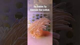 The Bubble Tip Anemone that walked on my Toadstool Leather Coral shorts animals [upl. by Emerej]