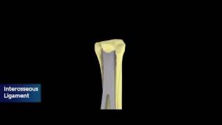 Equine Distal Forelimb Tendons and Ligaments [upl. by Annawak756]