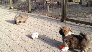 Lhasa Apso Puppies  nine weeks old [upl. by Nessa]