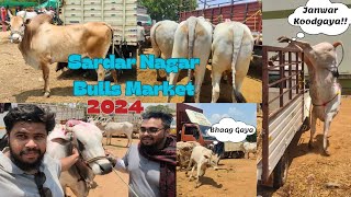 Sardar Nagar Bulls Market  Janwar Injured Hogaya  Best Heavy Sized Bulls 🐂 2024 sardarnagar [upl. by Annasus]