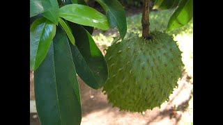 Easiest Way To Remove Soursop Seeds easiestwaytoremovesoursopseeds soursop smoothie graviola [upl. by Felt]