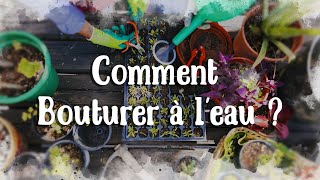 Comment faire du Bouturage à leau  Le papyrus [upl. by Hittel]