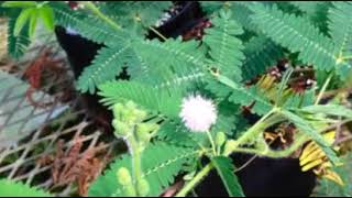 Sensitive Plant Mimosa pudica exhibiting thigmotropism [upl. by Adnorahc]