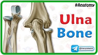 Knee Joint  Part 2  3D Anatomy Tutorial [upl. by Aicilat]