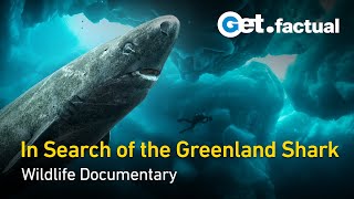 Greenland  Sharks of the Icy North  Wildlife Documentary [upl. by Cita66]