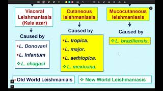 Cutaneous Larva Migrans amp Cutaneous Leishmaniasis Infectoins [upl. by Anwaf]