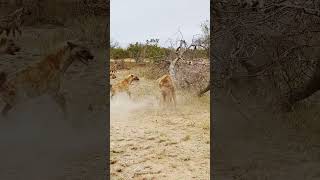 Dramatic Rescue by Hyenas after a Lion Catches one [upl. by Tull]