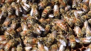 Field to Film Featured Research  Neonicotinoid Effects on Arkansas Honey Bees [upl. by Araiek]