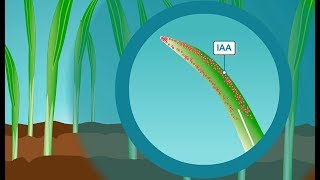 Plant hormones How IAA the most common form of auxin works [upl. by Frazier]