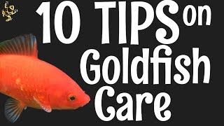 Goldfish Care 10 Things You Should Know [upl. by Fowle]