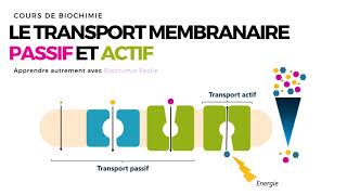 TRANSPORT MEMBRANAIRE PASSIF ET ACTIF  Biochimie Facile [upl. by Ylak939]