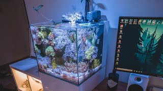 Waterbox 20 Cube Upgrade and Tank Tour [upl. by Frum]