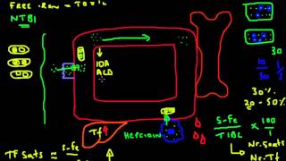 Transferrin Saturation Explained [upl. by Jezabella]