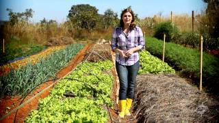 Agricultura Orgânica  Momento Ambiental [upl. by Ursulina]