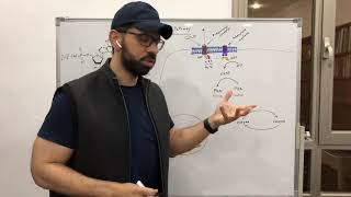 Cyclic AMP Pathway [upl. by Gonagle]