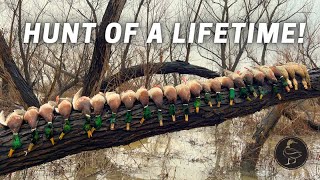 Best Duck Hunt of My Life Mallards in Flooded Willows [upl. by Erbe]