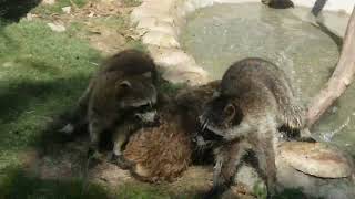 A Gaze Of Raccoons 🦝 Fighting In The Zoo [upl. by Amir]