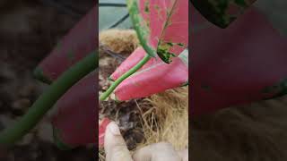 Aglaonema plant care tips short [upl. by Remas]