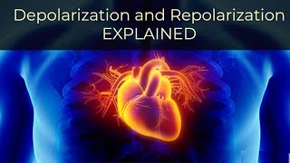 What is Depolarization and Repolarization Simply Explained [upl. by Layap]