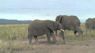 Elephant families attend a stillbirth [upl. by Llenyar627]