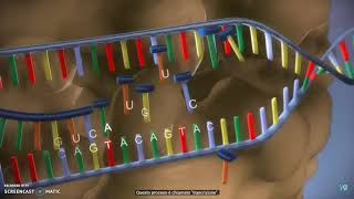 Animazione TRADUZIONE DNA [upl. by Uase]